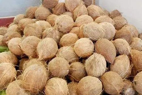 Coconut